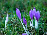 Geschlossene Herbstzeitlose Blütengruppe